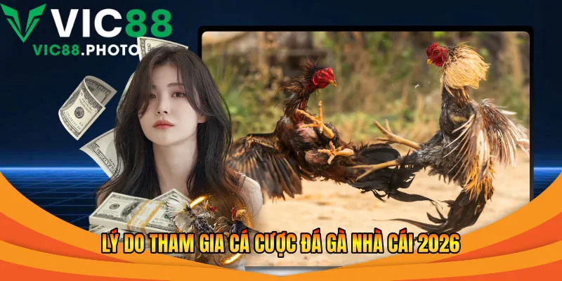 Lý do tham gia cá cược đá gà nhà cái 2026