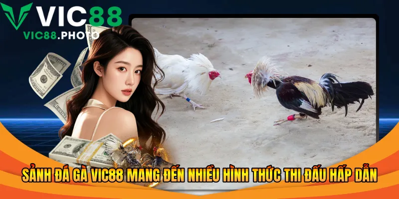Sảnh đá gà Vic88 mang đến nhiều hình thức thi đấu hấp dẫn
